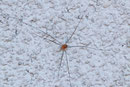 Apenninenkanker, Opilio canestrinii