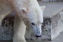 Eisbär