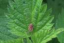 Schwarzauge, weibl., Rilaena triangularis