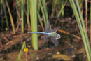 Große Königslibelle, Anax imperator
