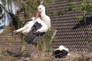 Weißstorch