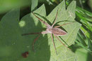 Listspinne, Pisaura mirabilis