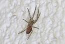 Bayrische Fischernetzspinne, Segestria bavarica