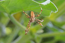 Gartenkreuzspinne, männl., Araneus diadematus