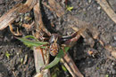 Krabbenspinne, Xysticus sp.