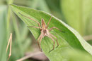 Listspinne, Pisaura mirabilis