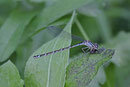 Gemeine Becherjungfer, Enallagma cyathigerum