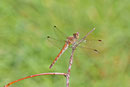 Heidelibelle, Sympetrum sp.