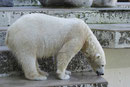 Eisbär