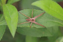 Listspinne, Pisaura mirabilis