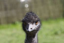 Emu