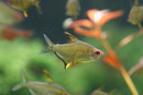 Zitronensalmler, Hyphessobrycon pulchripinnis