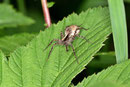 Trauer-Wolfspinne, Pardosa lugubris s. l.
