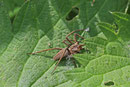 Listspinne, Pisaura mirabilis