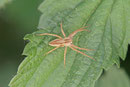 Listspinne, Pisaura mirabilis