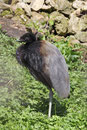 Graurücken-Trompetervogel 