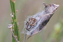 Körbchenspinne, Agalenatea redii