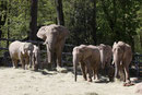 Afrikanischer Elefant