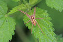 Listspinne, Pisaura mirabilis