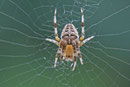 Gartenkreuzspinne, Araneus diadematus