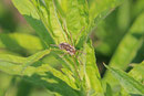 Hornweberknecht, Phalangium opilio