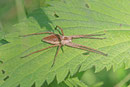 Listspinne, Pisaura mirabilis