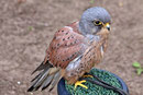 Turmfalke