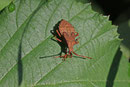 Lederwanze, Larve, Coreus marginatus