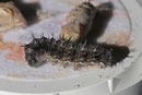 Raupe vom Distelfalter, Vanessa cardui