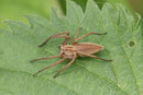 Listspinne, Pisaura mirabilis