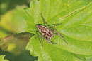 Listspinne, Pisaura mirabilis