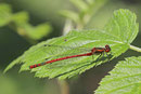 Frühe Adonislibelle, Pyrrhosoma nymphula