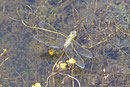 Große Königslibelle, Anax imperator