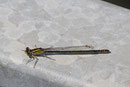 Große Pechlibelle, Ischnura elegans, Farbform infuscans