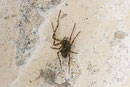 Kleine Höhlenspinne, Metellina merianae