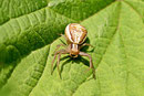 Sumpf-Krabbenspinne, Xysticus ulmi