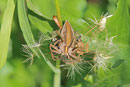Listspinne, Pisaura mirabilis