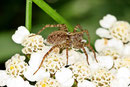 Wolfspinne, Pardosa amentata