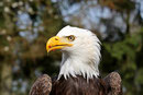 Weisskopfseeadler