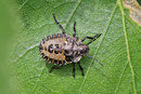 Rotbeinige Baumwanze, Larve, Pentatoma rufipes