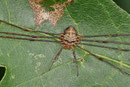 Schneider, Dicranopalpus ramosus