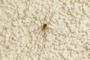 Hornweberknecht, weibl., Phalangium opilio
