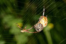 Gartenkreuzspinne, Araneus diadematus