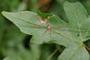 Schneider, Dicranopalpus ramosus