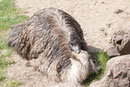 Emu