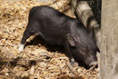 Minischwein
