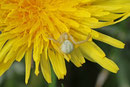 Veränderliche Krabbenspinne, Misumena vatia
