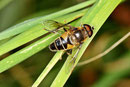 Gem. Keilfleck - Schwebfliege, Eristalis pertinax