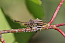 Lederwanze,  Coriomeris denticulatus 