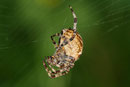 Gartenkreuzspinne, Araneus diadematus